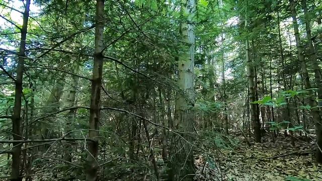 По білі гриби і не тільки в низини карпат смотреть онлайн