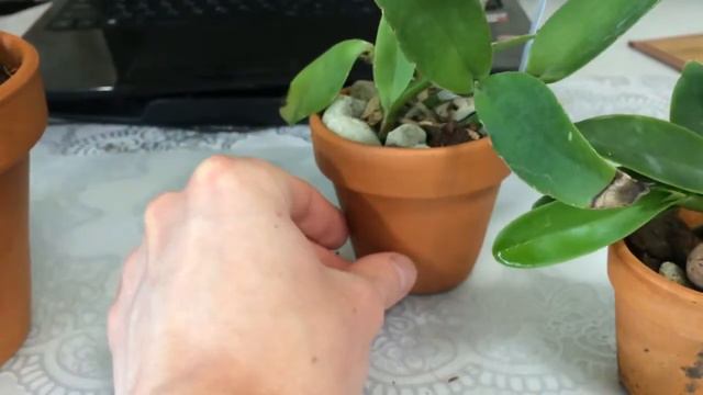 Каттлейная лихорадка смотреть онлайн