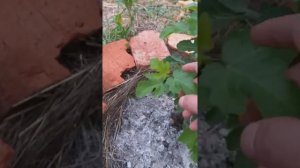 Выращивание инжира в ростовской области.