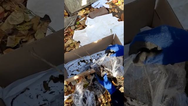 Посылка с гортензиями ОКС от Веры Глуховой. Разочарование? смотреть онлайн