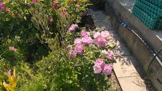 Пчелы наслаждаются этими розами! Самые "пчелиные" цветы в моем розарии. смотреть онлайн