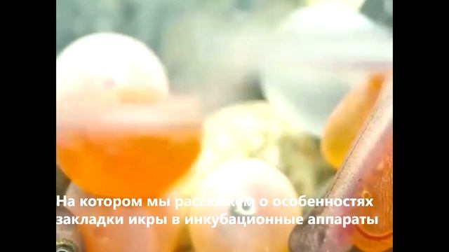 вебинар 