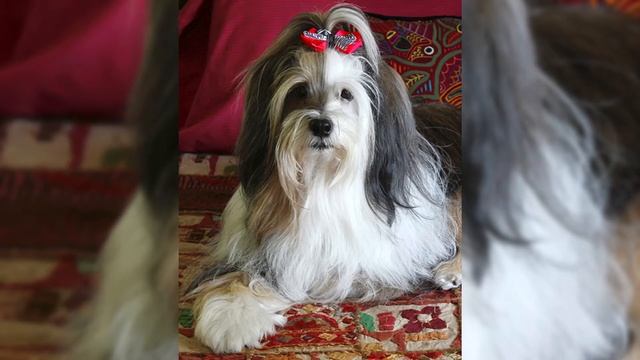 Тибетский терьер. Плюсы и минусы, Цена, Как выбрать, Факты, Уход, История смотреть онлайн