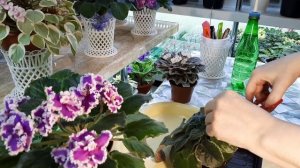 Хлороз и некроз листьев!Показываю на своей фиалке. Рассказываю о причинах появления и как исправить