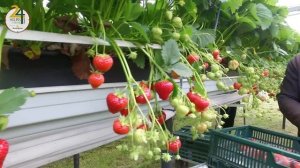 Meet Annabel, fruit farmer from Makins Farm