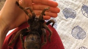 Гигантский Паук ползет по мне