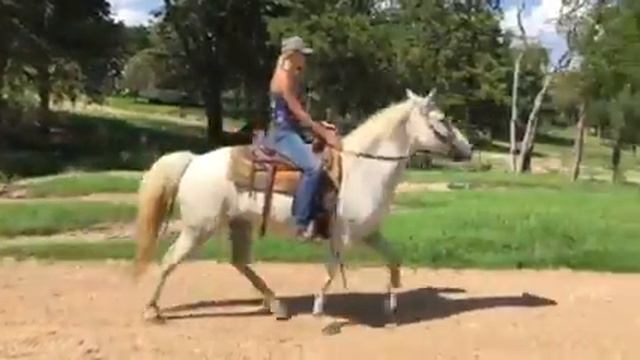 Max Foxtrotter gelding смотреть онлайн