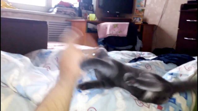 Злой кот! Angry cat!