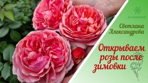 Как перезимовали РОЗЫ и КЛЕМАТИСЫ l Откапываем Проветриваем Обрабатываем.