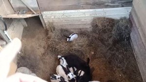 ЯМНОЕ СОДЕРЖАНИЕ КРОЛИКОВ САМОЕ ЛУЧШЕЕ. КРОЛИКИ В ЯМЕ. ПЛЮСЫ ЯМНОГО СОДЕРЖАНИЯ