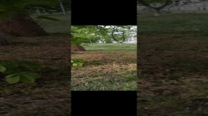 Отпугиватель собак! Придомовая территория.
