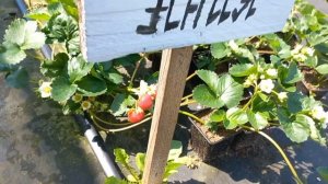 Ания- вкус лесной земляники.