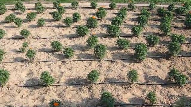 Дубай (ОАЭ). Каждое растение в пустыне орошается индивидуально. смотреть онлайн