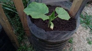 Выращиваю огурцы в пластиковых бутылках. 25-й день