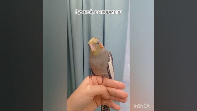 ПОСЛЕДНИЙ свободный птенец корелла самец, ручной выкормыш смотреть онлайн