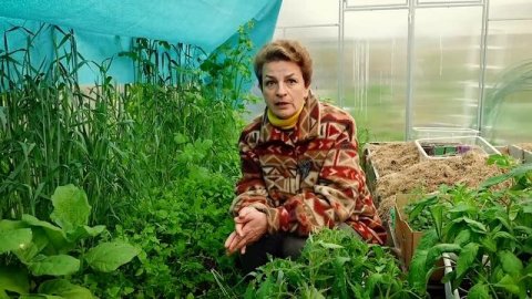 Лучшее бесплатное удобрение