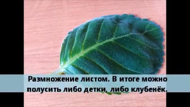 Глоксиния. Размножение. Часть 1. смотреть онлайн