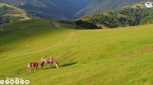 лечебная музыка для сердца и сосудов, релакс, музыка для души! Самая красивая мелодия на свете