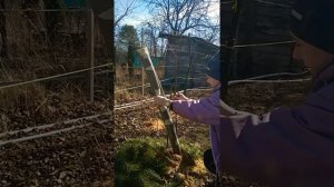 Как укрывать плодовые деревья на зиму