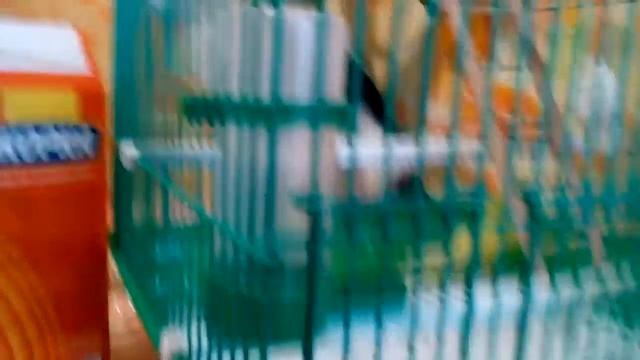 Поилка для попугаев смотреть онлайн