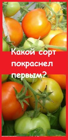 Начала снимать КРАСНЫЕ ПОМИДОРЫ, пока только с сорта САНЬКА, самого раннего
 #дача  #garden #овощи