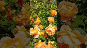 Roses from the rose garden at Regent's Park