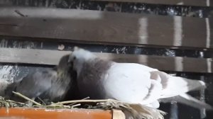 Пискуны Голубята от вылупа до месяца. Забота голубей. Кормления голубят.