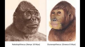 Миоцен, Плиоцен: Австралопитек Люси, Гидропитек, Макраухения