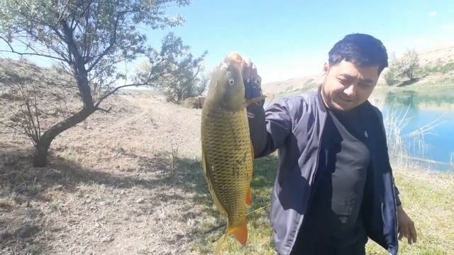 Удачная рыбалка, 2-3 кг сазаны на кузнечик. Жарим Сазана