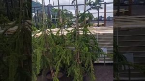 Ель обыкновенная виргата Плакучая ель