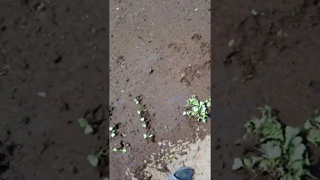 Огород. Прореживание редиса.