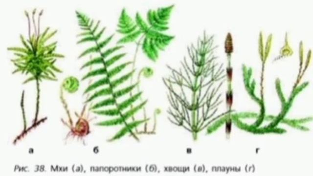 Хвощи и плауны рисунок