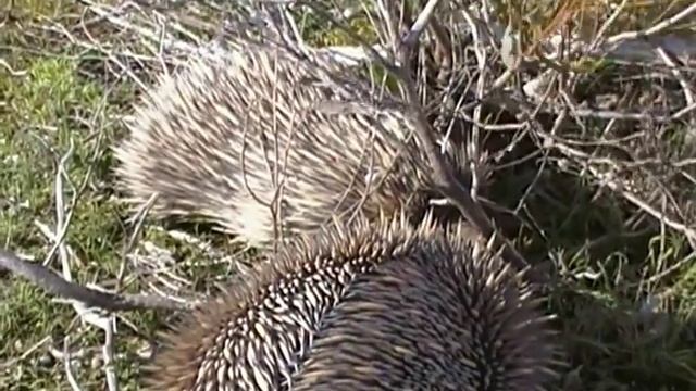 Echidna; Courting. Ехидна; ухаживание (1075sp) смотреть онлайн