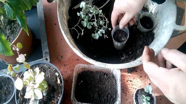 Укорінення діхондри, 100 % результат, легкий і швидкий спосіб укорінення. смотреть онлайн