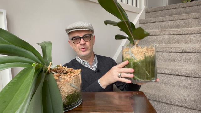 Phalaenopsis orchids: to chop or not to chop spent green flowers spikes!!?? MILLION $$ question! смотреть онлайн