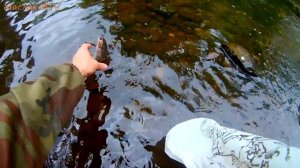 Ловля хариуса нахлыстом на таежном ручье