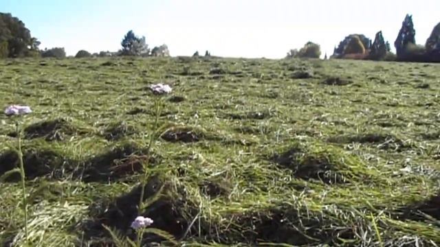 Октябрьский сенокос. стихи, Малиновый звон. (кавер музыка, играет мой знакомый) смотреть онлайн