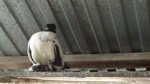 Статные крестовые голуби Василия Крынкина 2