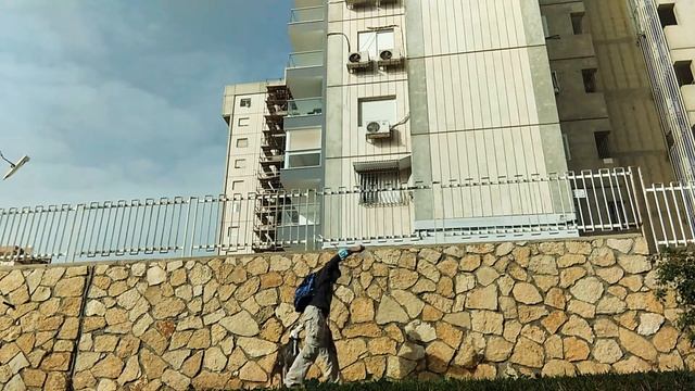 Порода уиппет, или малая английская борзая - азартна не менее терьера, дрессируется не хуже овчарки