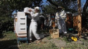 Улей Варре. Hive Warre - Отбор корпуса с медом при помощи воздуходувки