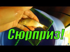 Неожиданный сюрприз на разводне!