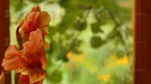 Red gladiolus by the foggy window