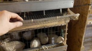 Помещение и клетки для перепелов (своими руками)