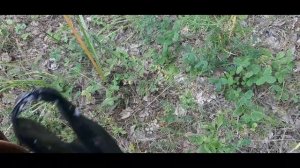 Заларинский район ГРИБЫ ПОШЛИ# Иркутская область. 15 августа