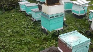 как готовил руты к зимовке