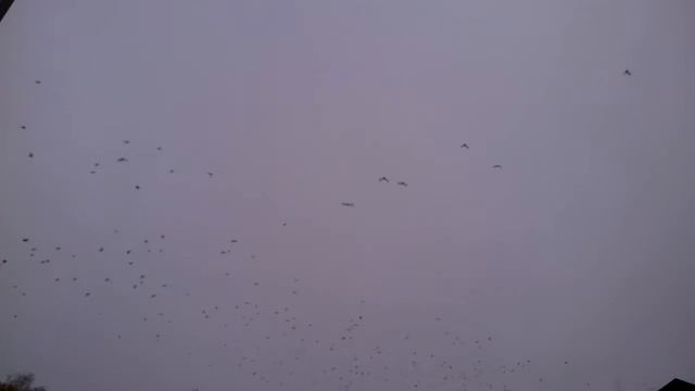 Воронье над центром города Воронеж. Часть 1 смотреть онлайн