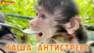 Люся заедает СТРЕСС 😃 Маленькая обезьянка гамадрил!