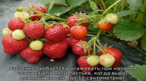 Клубника Корона