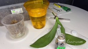 14.08.23 Посадка орхидеи в мох ПОСЛЕ НАРАЩИВАНИЯ корней. Применяю РАДИФАРМ