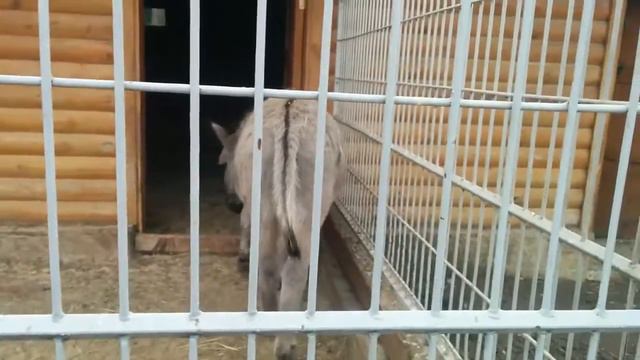 Золотой батон Януковича ч.2 ЗООПАРК смотреть онлайн